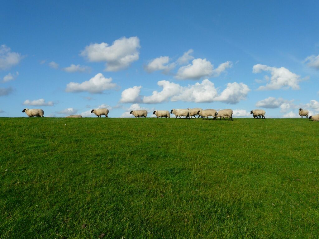 sheep flock of sheep series standing on 85683 85683 A scenic view of a flock of sheep grazing on a green hill under a clear blue sky with clouds.